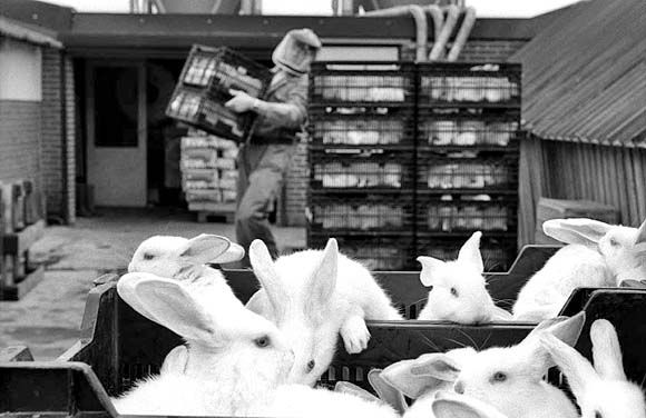 Breeder rabbits in transport.