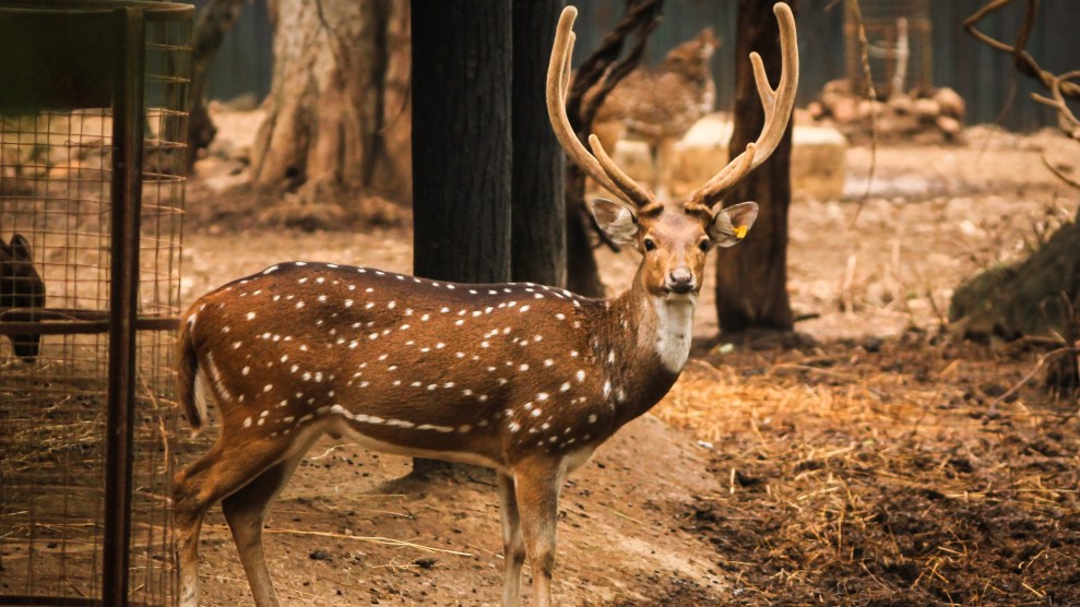 Brown deer with white spots and antlers.