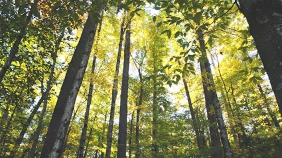 A photo of high trees in the Menominee Forest