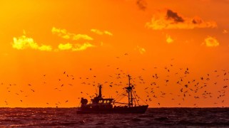 A fishing boat with birds flying around it, with an orange sky in the background
