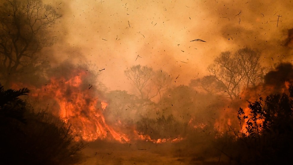 Trees are engulfed in a fire and smoke