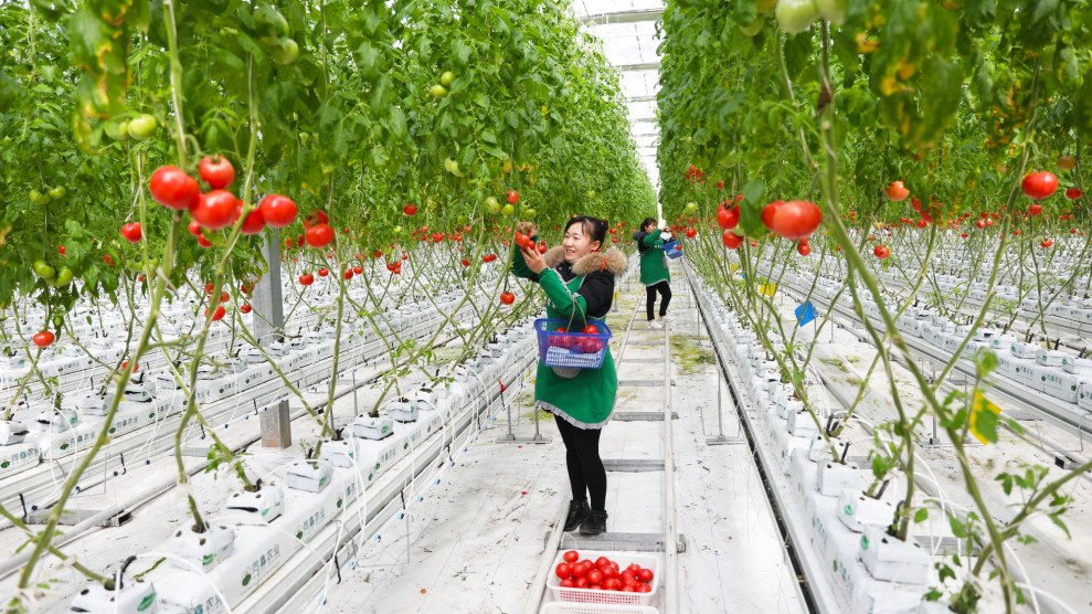 A woman picks tomatoes in a greenhouse in China