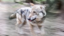 A grey, European wolf in motion