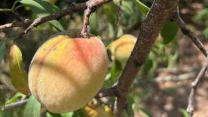 A yellow orange and red peach surrounded by leaves.