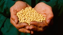 two hands hold a big pile of dried soybeans