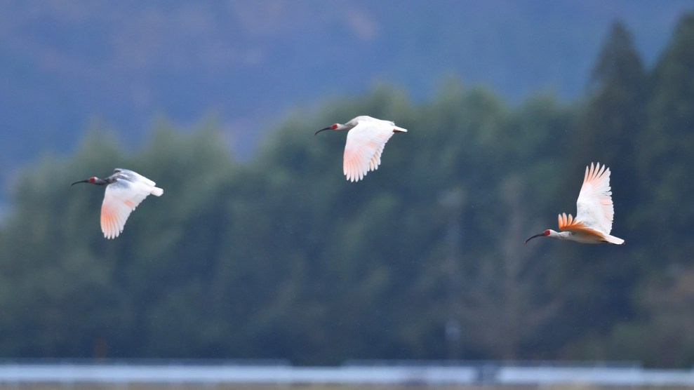 Three crested ibis' fly through the air in a row.