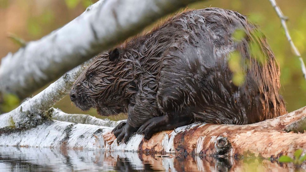 A beaver sitting on a log