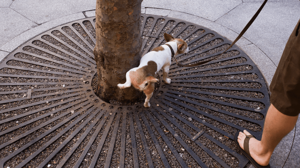 A brown and white dog lifts its left hind leg against the base of a tree on a city street. A person wearing brown shorts and brown flip flops stands on the outer edge of the frame on the right holding the dog's leash.