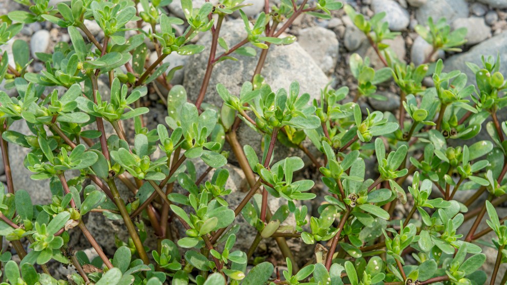 A green, leafy plant over rocks