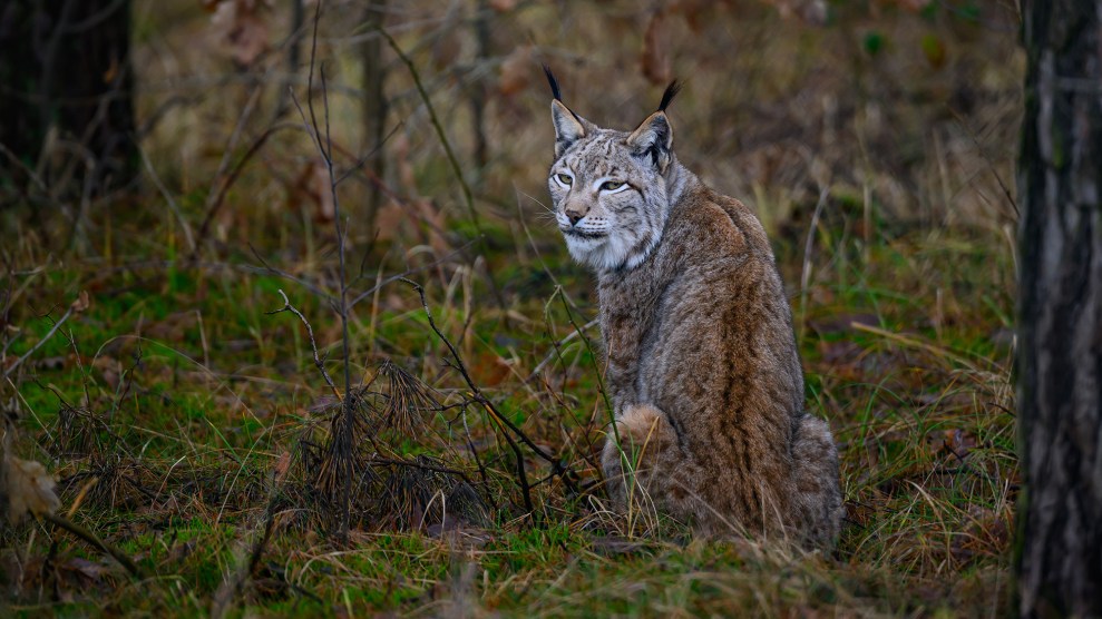 A brown and white animal looks back from their seat on moss.