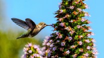 Close up shot of a hummingbird mid-flight sipping nectar from a pink flower.