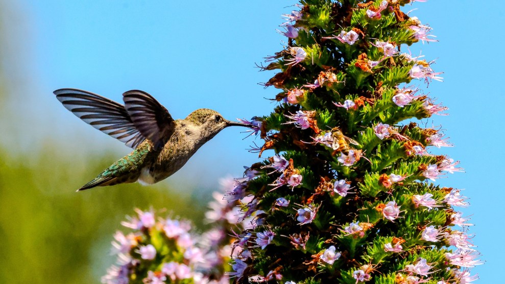 Close up shot of a hummingbird mid-flight sipping nectar from a pink flower.