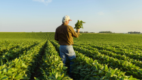 A man with white hair wearing a baseball cap, dark long-sleeve shirt, and jeans examines plants in his right hand as he stands in a field of green soybean plants.