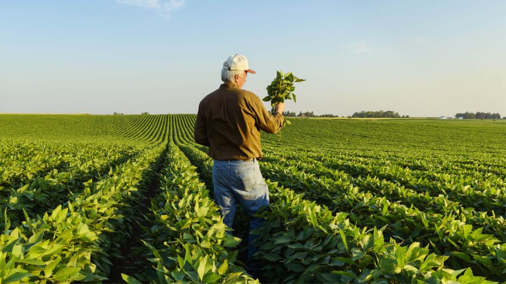 A man with white hair wearing a baseball cap, dark long-sleeve shirt, and jeans examines plants in his right hand as he stands in a field of green soybean plants.