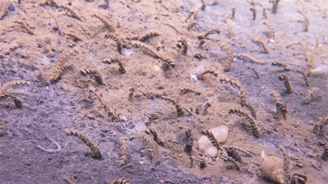 strange creatures that resemble the top of a stalk of wheat, peeping out of a light, gritty ocean floor.