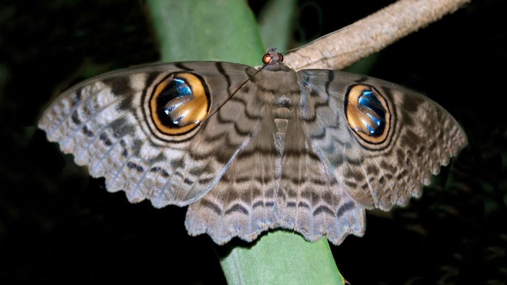 Close up shot of a brown moth with two large eye-like spots on the back of its wings. The background is black, suggesting this photograph was taken at night.