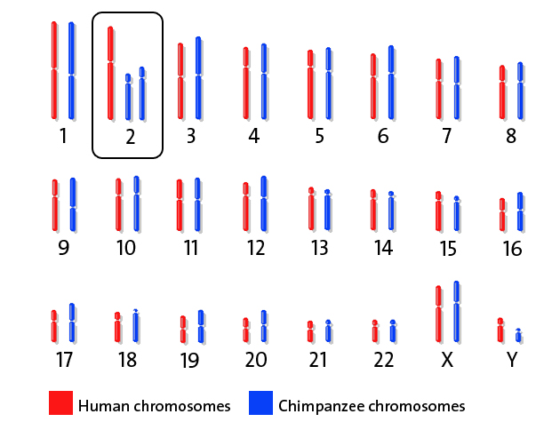 Human and chimpanzee chromosomes