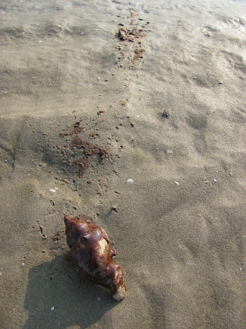 Living mollusk trying to escape BP oil spill.