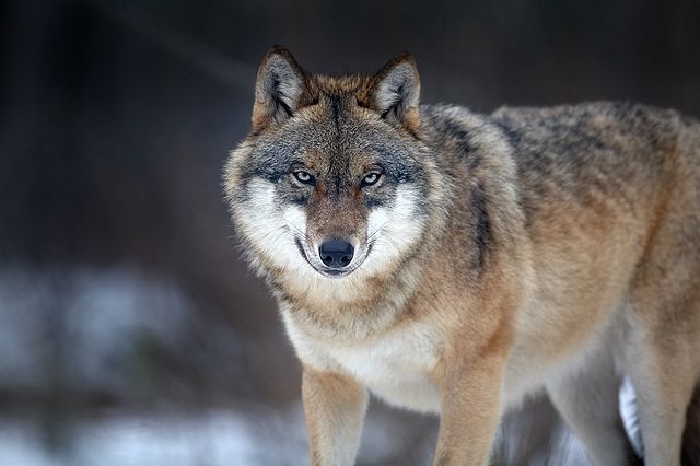 Gray wolves were hunted to near extinction in the western US. By 1973 none remained in the wild. Listed as endangered in 1967, they recolonized the Rocky Mountains from Canada. Protected, they grew to 1,679 wolves by 2009, delisted in 2011: Martin Mecnarowski via Wikimedia Commons