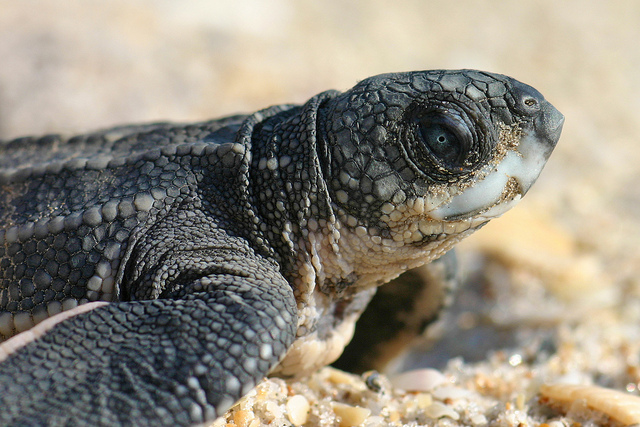 Leatherback sea turtle hatchling: Florida Fish and Wildlife via Flickr