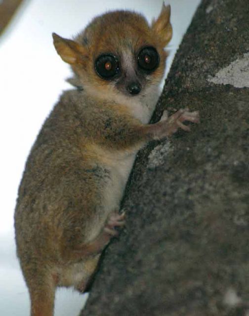 At only an ounce, Madame Berthe's mouse lemur is the smallest primate in the world.  © Conservation International/photo by Russell A. Mittermeier