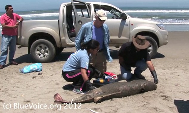 Hardy Jones (kneeling) and Dr. Carlos Yaipen Llanos (right) with a dead dolphin on Peru's northern coast: Courtesy BlueVoice.org