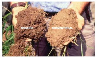 The organically managed soil is darker and  aggregates are more visible compared to the  conventio Photo and caption: Rodale Institute