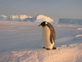 penguin150.jpg