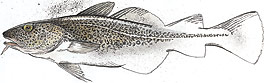atlantic cod