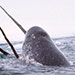 Narwhal